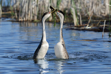 Western Grebe