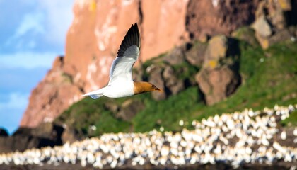 Majestic gannet soars gracefully over a bustling colony near the rugged cliffs