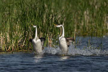 Western Grebe