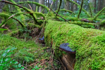 The Enchanted Forest full of Moss