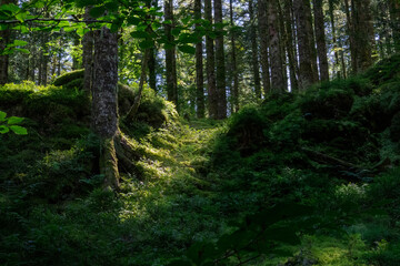 Enchanted Forest, Sun Streaming in
