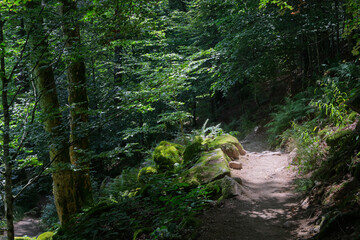 Fototapeta premium A Path Through the Forest