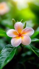 Fototapeta premium Beautiful pink frangipani flower blooming in tropical garden with water drops and sunlight