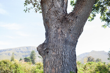 Large Tree in Overberg Landscape
