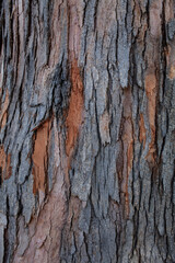 Vertical Bark Detail with Texture