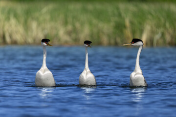 Western Grebe