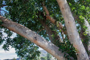 Diagonal Tree Branches with Green Foliage