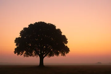 Foto auf Acrylglas Hotel Tree silhouette sunset landscape nature photography peaceful scenic tranquil background wallpaper image  © IMAGES HUB