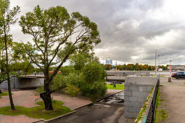 Green willow tree on urban embankment with silhouette of Smolny Cathedral across Neva River on overcast autumn day. Saint Petersburg, Russia.