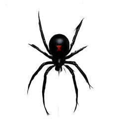 Black Widow Spider with Red Hourglass Mark &ndash; Dangerous Insect Isolated PNG