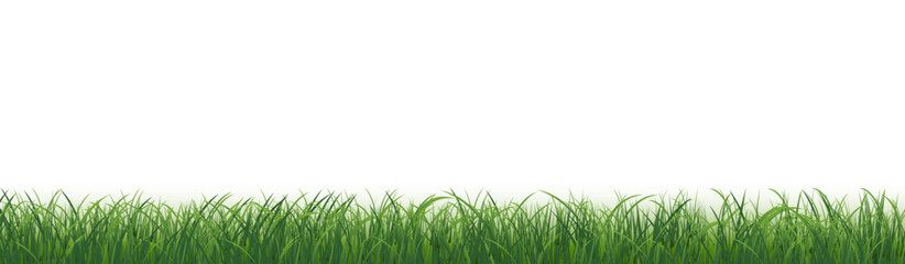 Fototapeta premium Green Grass Panorama Isolated White Background