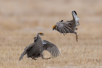 Greater Prairie Chicken