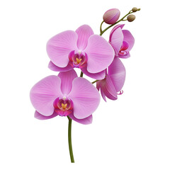 Obraz premium Beautiful pink orchid flower blossom phalaenopsis floral bloom isolated on black background on transparent background