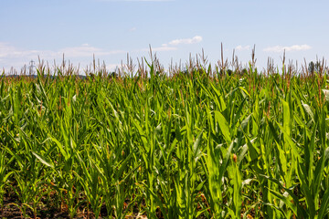 Obraz premium Corn field. Cereals for flour production