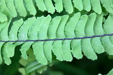 Northern maidenhair fern leaf, Adiantum pedatum