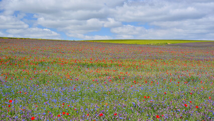 Soria. Flowering meadows in spring on the Castilian plateau.