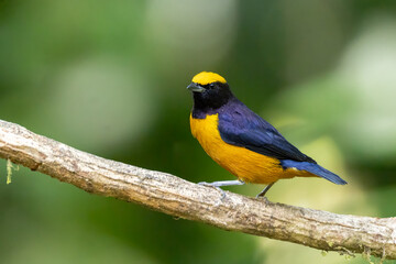 Yellow-crowned Euphonia