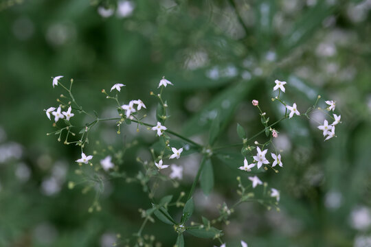 Inflorescence of the bedstraw Gallium sylvaticum