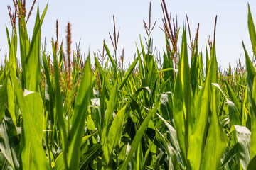 Obraz premium Corn field. Cereals for flour production