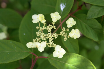 Inflorescence of a woolly hydrangea, Hydrangea heteromalla