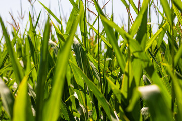 Corn field. Cereals for flour production