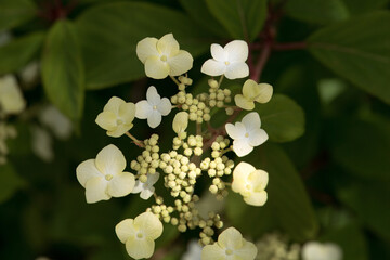 Inflorescence of a woolly hydrangea, Hydrangea heteromalla