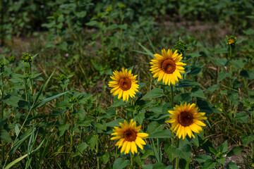 Sunflower field. Agriculture, sunflower seeds growing concept