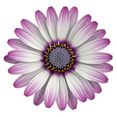 Beautiful osteospermum daisy flower photo close up with purple and white petals bloom on transparent background