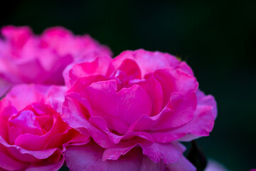 Beautiful red roses blooming in summer garden. Rose flowers growing outdoors, nature, blossoming flowers