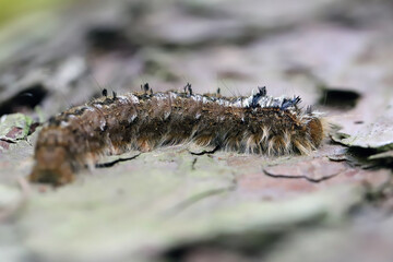 Detailed closeup on caterpillar the Pine-tree lappet, Dendrolimus pini sitting on wood.