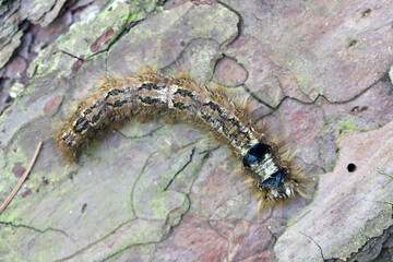 Pine lappet, pine-tree lappet, European pine moth (Dendrolimus pini), caterpillar on pine bark.