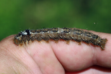 Pine-tree Lappet Moth (Dendrolimus pini) caterpillar on a human hand.