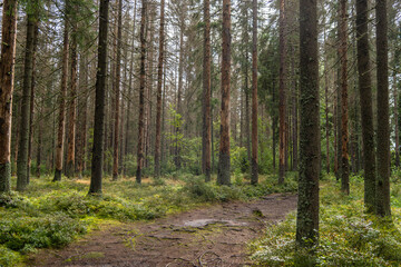 Pine forest.The death of pine trees from the bark beetle.An environmental disaster.