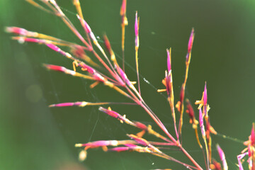 pink flower in the garden