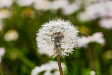 Nature scene with blooming taraxacum, commonly known as dandelion