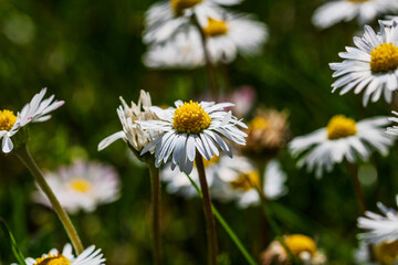 Nature scene with blooming bellis perennis, commonly known as the white daisy © Vlad Ispas