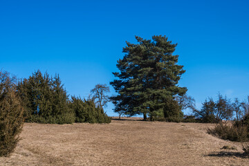 pine trees and juniper shrubs in dry grassland