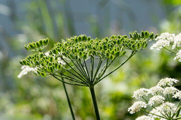 Close up of a flower head of a wild green flower in central Europe