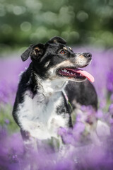 A black-and-white tiny dog joyfully plays in a lavender field delicate, happy, and charming scene of nature and a beloved pet.