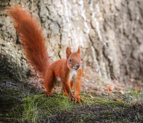 Red squirrel posing on a massive tree trunk in the forest, captured with a telephoto lens cute, alert, and surrounded by lush nature.