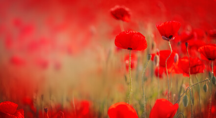 Bright red poppies bloom in a sunny field, creating a picturesque and romantic spring-summer landscape.