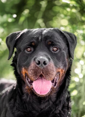 Confident rottweiler looking directly at the camera, showcasing strength, loyalty, and alertness in a natural, close-up portrait.