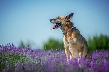 Portrait of a happy senior German Shepherd enjoying a sunny lavender field, capturing joy, peace, and the beauty of nature.
