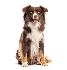 american shepherd dog sitting and panting on white background