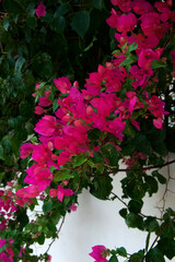 Bright pink bougainvillea flowers blooming on a green leafy branch. A vibrant tropical plant commonly found in Mediterranean gardens, symbolizing summer, beauty, and exotic nature. Perfect natural flo