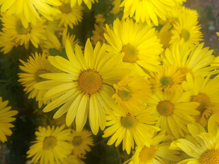 A group of yellow chrysanthemums seen from above with their green leaves visible below.