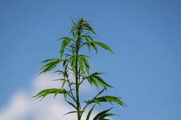 Cannabis plant with green leaves to use for medicine, drogues and others