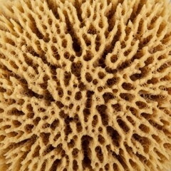 Closeup natural sea sponge texture