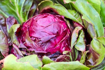 Kopf vom Rotkohl im Gemüsegarten
