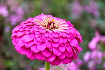 pinke Blüte einer Zinnie